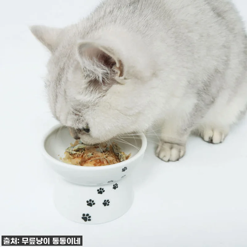 품절대란각! 냥님들이 미친 듯이 달려 관련 이미지 3