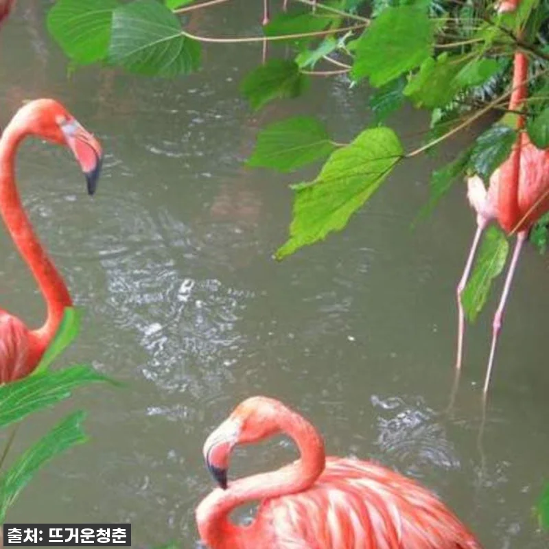 오키나와 여행 필수템? 네오파크 입장 관련 이미지 1