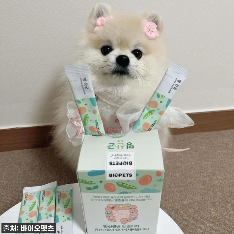 우리집 초롱이 똥꼬발랄 에너지의 비결 관련 이미지 2