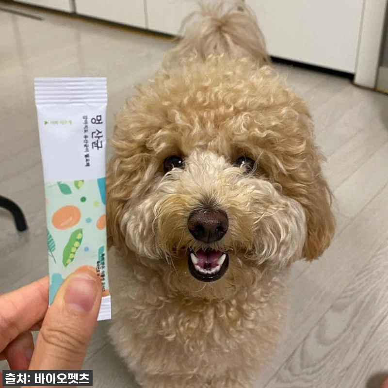 우리집 초롱이 똥꼬발랄 에너지의 비결 관련 이미지 3