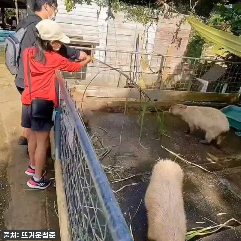 오키나와 여행 필수템? 네오파크 입장 관련 이미지 5
