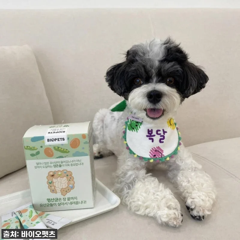 우리집 초롱이 똥꼬발랄 에너지의 비결 관련 이미지 6
