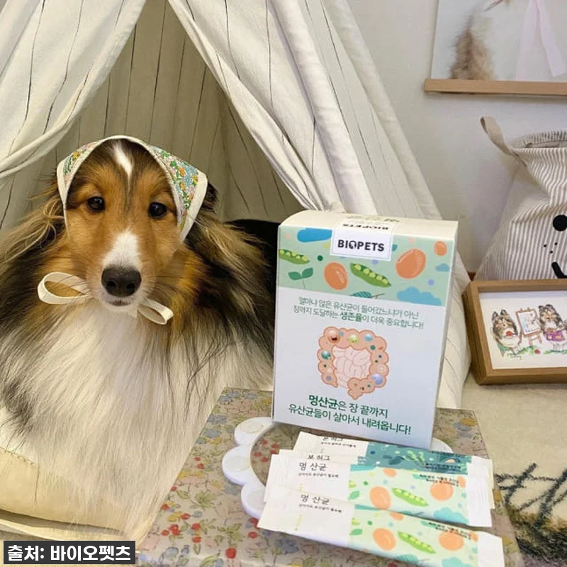 우리집 초롱이 똥꼬발랄 에너지의 비결 관련 이미지 7