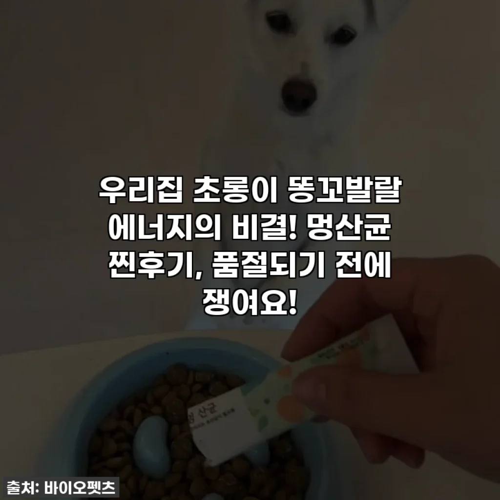 우리집 초롱이 똥꼬발랄 에너지의 비결! 멍산균 찐후기, 품절되기 전에 쟁여요!