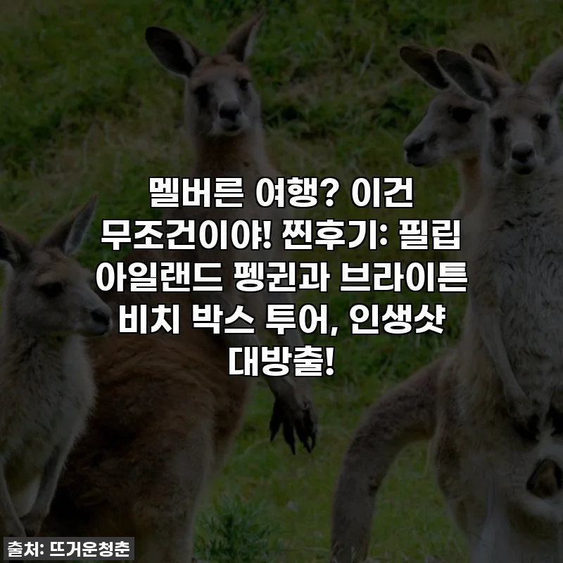 멜버른 여행? 이건 무조건이야! 찐후기: 필립 아일랜드 펭귄과 브라이튼 비치 박스 투어, 인생샷 대방출!