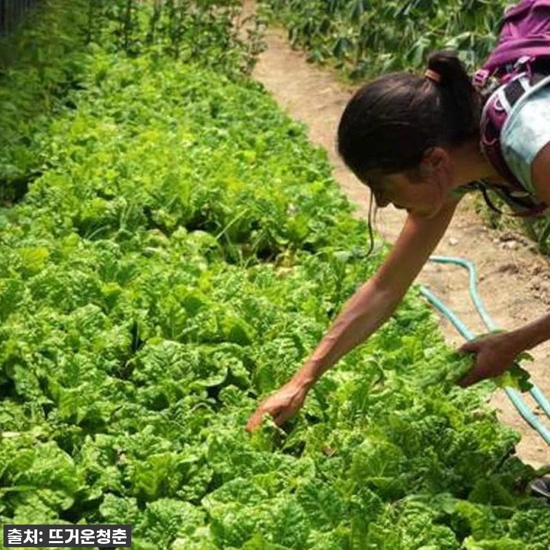 오키나와 이리오모테섬 맹그로브 카약 관련 이미지 2