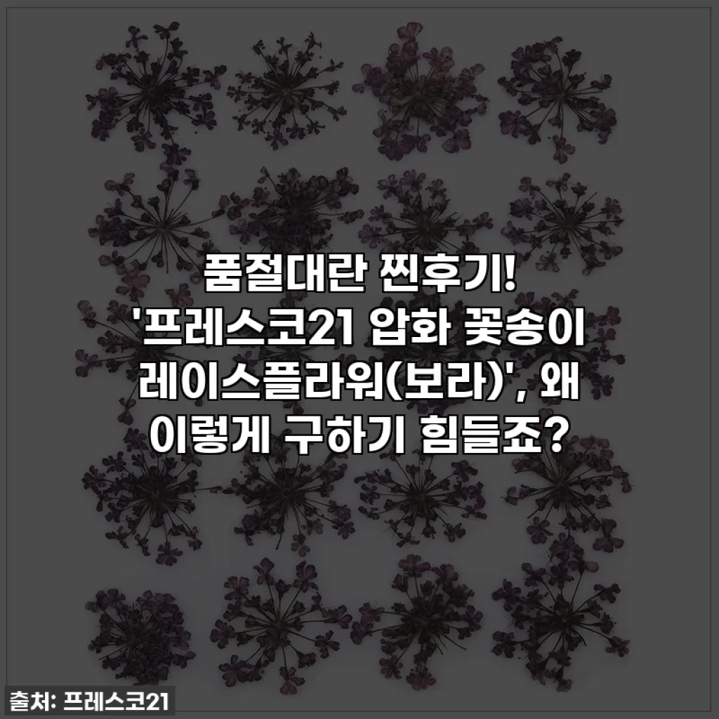 품절대란 찐후기! '프레스코21 압화 꽃송이 레이스플라워(보라)', 왜 이렇게 구하기 힘들죠?