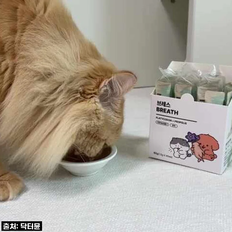 찐후기) 우리 멍냥이 켁켁거림 이제 안녕! 닥터뮨 브레스 기관지 영양제 솔직 사용기! 지금 바로 겟하세요!