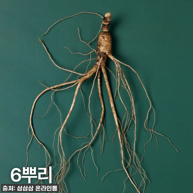 피곤함 한 방에 날려줄 10년근 강원 관련 이미지 1