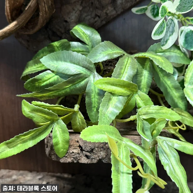 우리집 크레가 행복해졌어요! 테라블록 관련 이미지 4