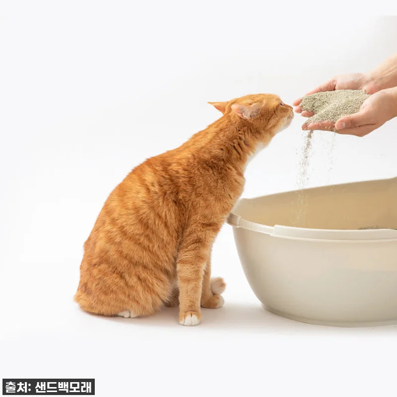 샌드백모래 오리지널 벤토나이트 고양이 관련 이미지 4