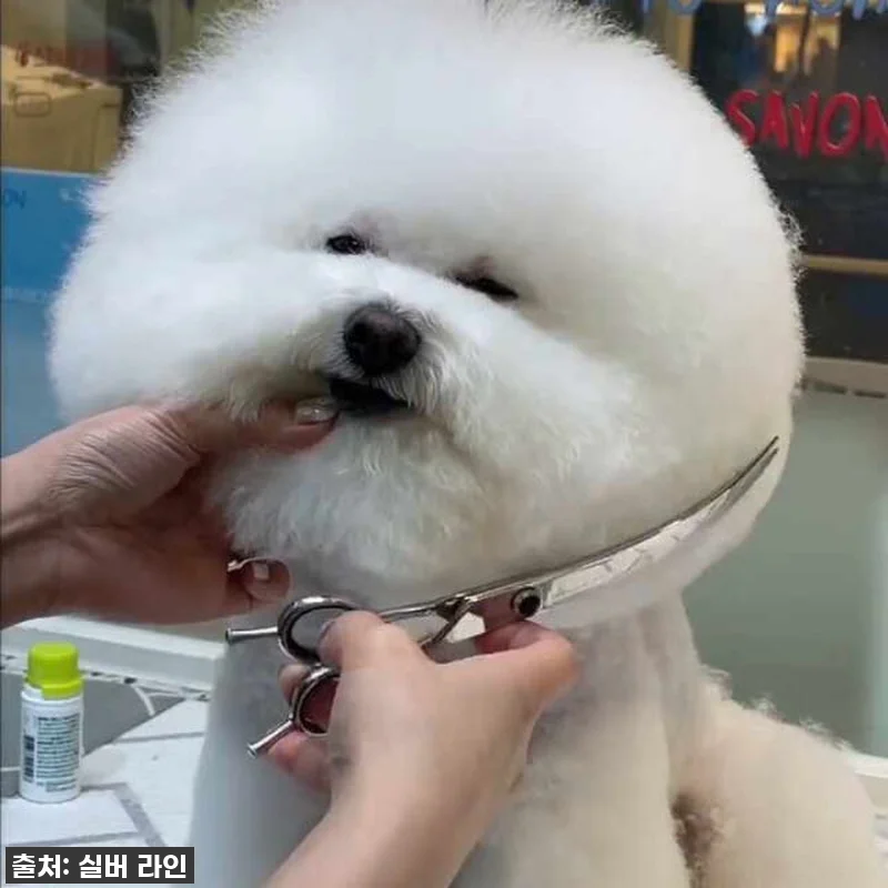 우리 강아지 미용, 이제 전문가처럼! 관련 이미지 6