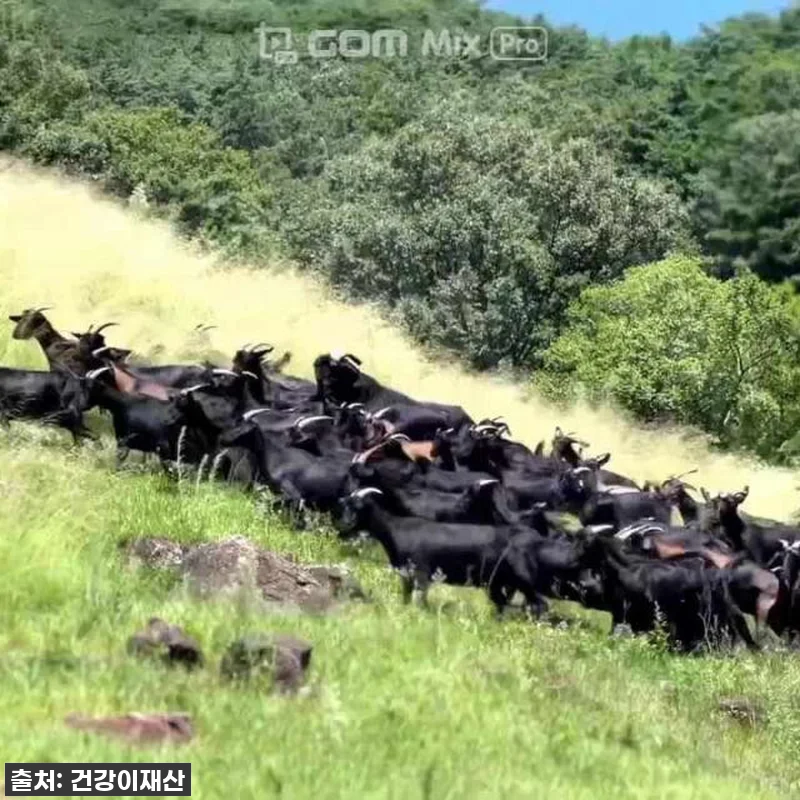 지친 일상 속 활력 충전! 지리산 강복자 흑염소 진액 솔직 후기 (ft. 무한약) 22 지친 일상 속 활력 충전! 지리산 강 관련 이미지 10
