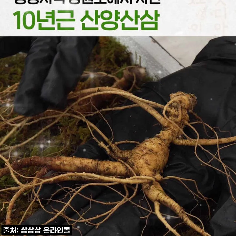 피곤함 한 방에 날려줄 10년근 강원도 산양산삼, 직접 먹어본 솔직 후기!