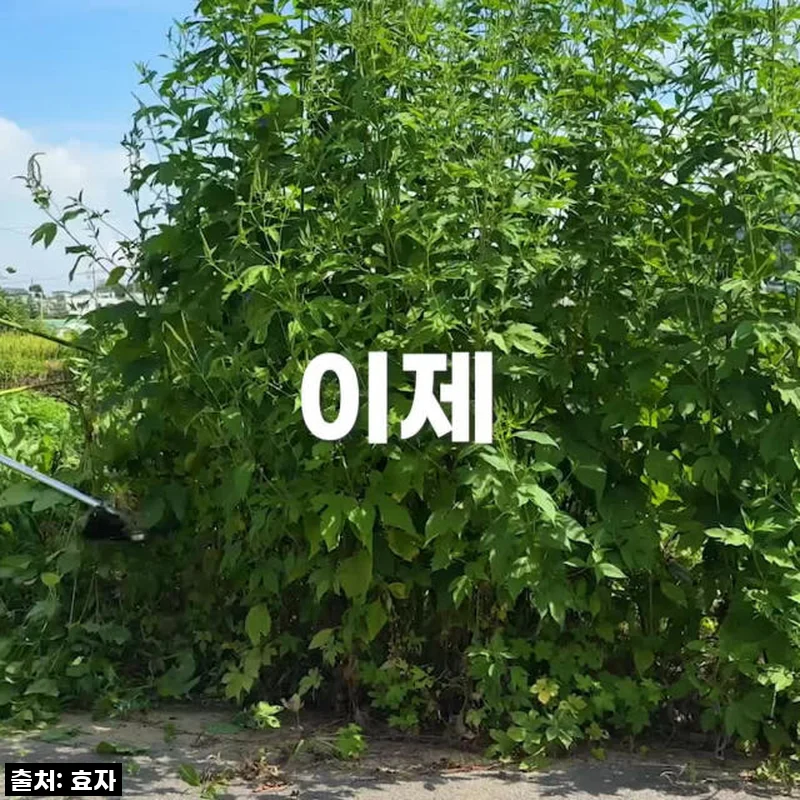 무거운 예초기는 이제 그만! 효자 예초기 42V 무선 전기 충전식으로 밭일이 이렇게 쉬워질 줄이야!