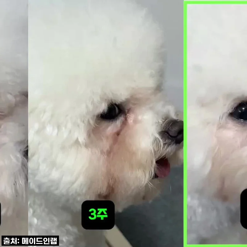 우리 아이 눈물 자국 고민 끝! 강아지 눈 영양제 '메이드인랩 알가트리움 오메가3' 솔직 후기