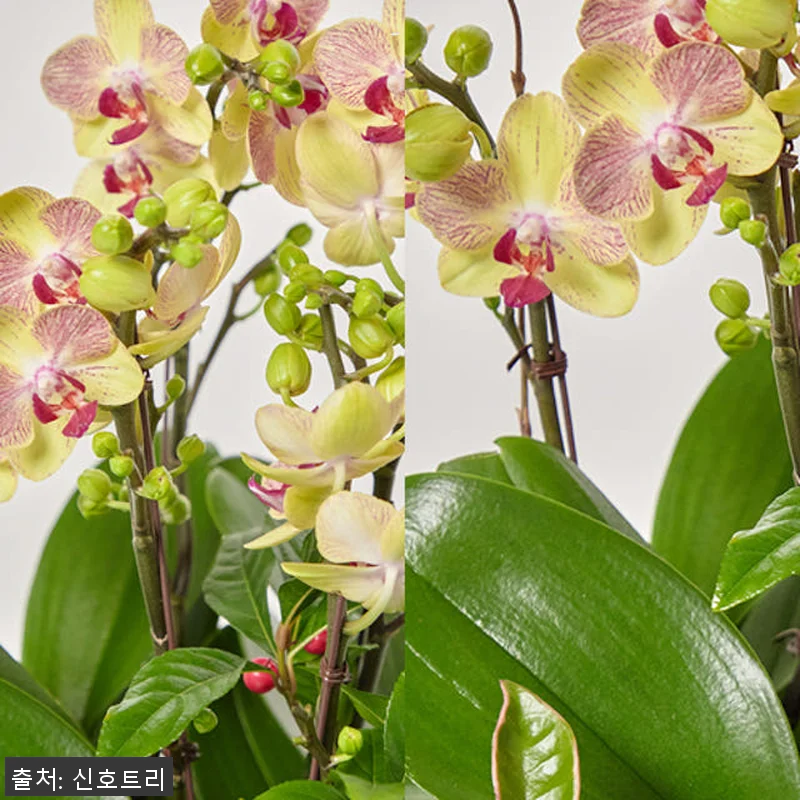삼색조 서양란 분풍성 화려한 꽃대, 관련 이미지 1