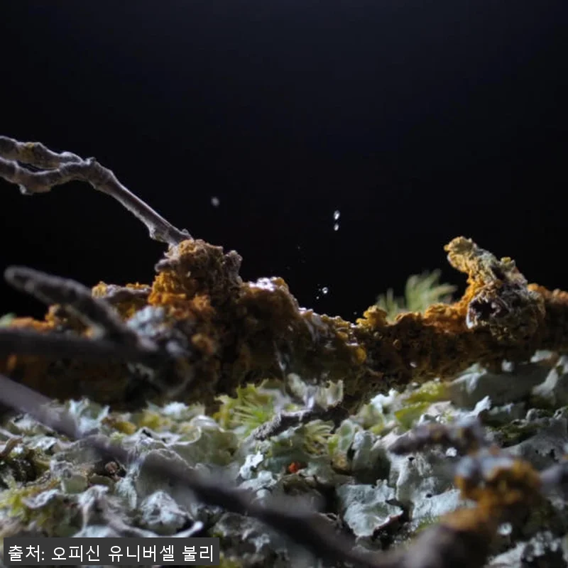 클래식 오 트리쁠 향수 75ml - 관련 이미지 2