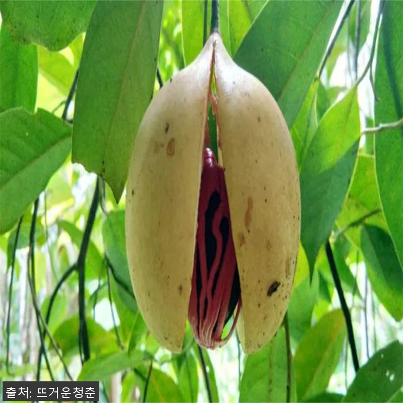 싱가포르 포트 캐닝 향신료 프라이빗 관련 이미지 2