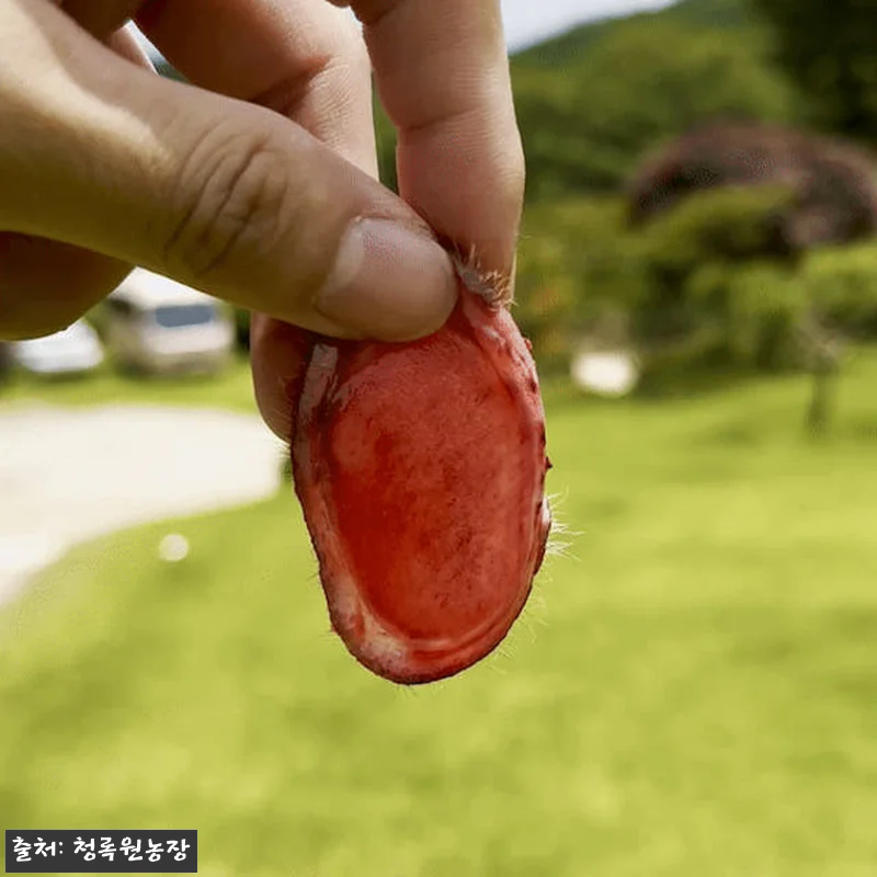 휘록 청록원 사슴농장 녹용즙 60봉 관련 이미지 2