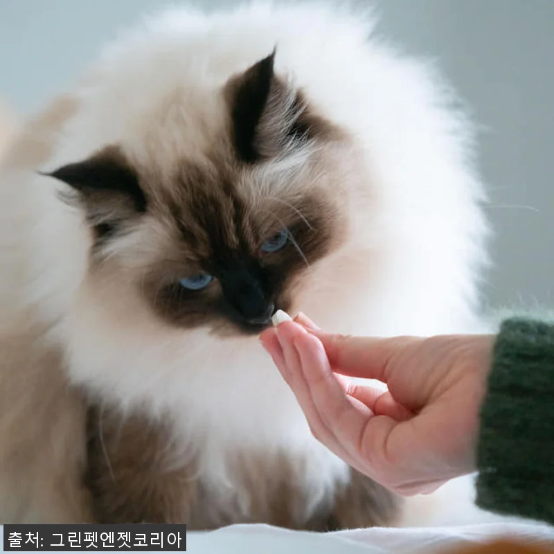 뉴질랜드 그린펫엔젯 조인트츄 고양이 관련 이미지 3
