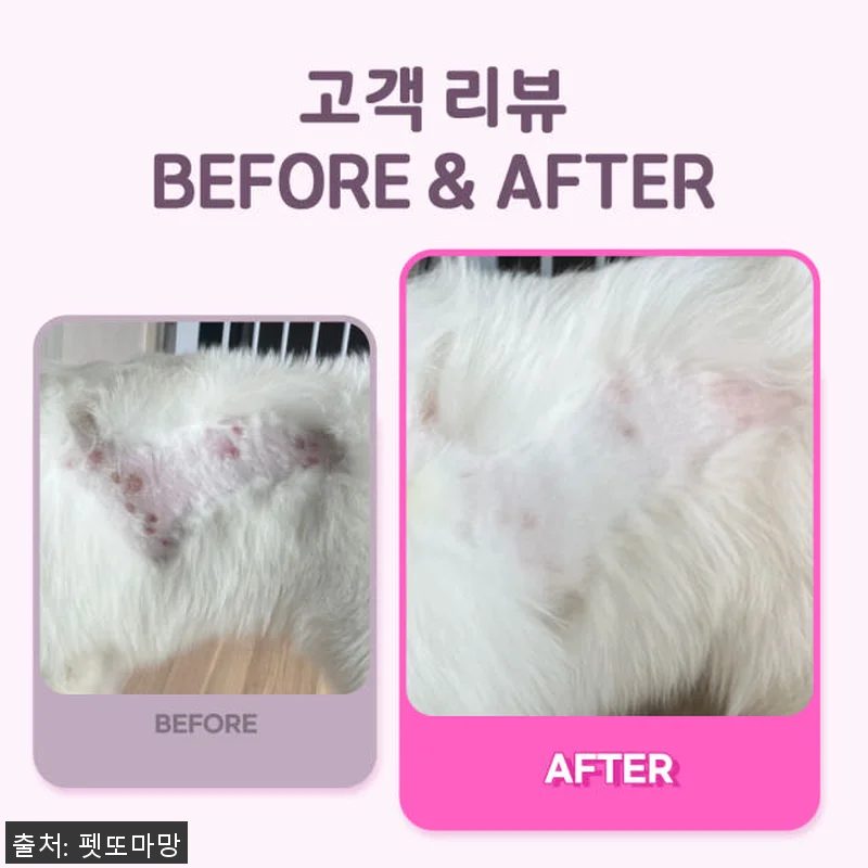 펫또마망 프리미엄 강아지 영양제 사용 관련 이미지 4