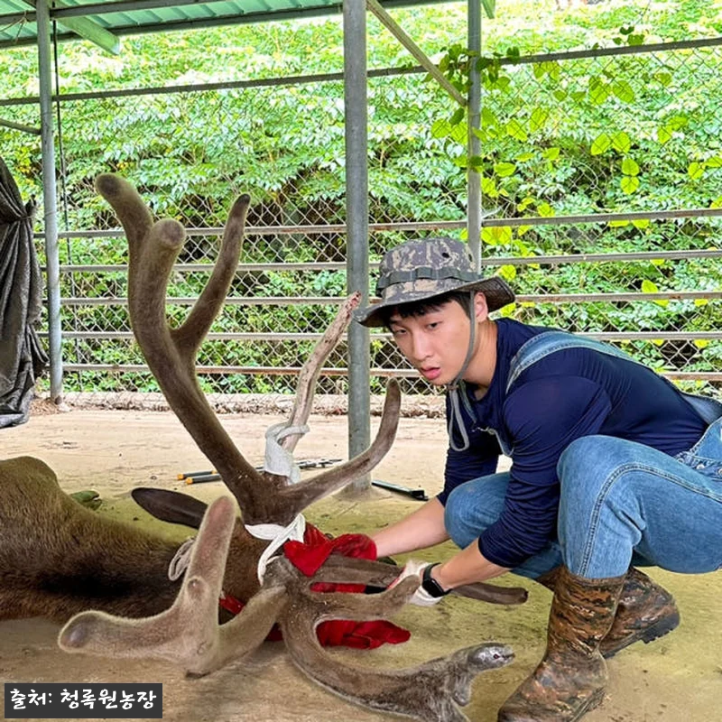휘록 청록원 사슴농장 녹용즙 60봉 관련 이미지 4
