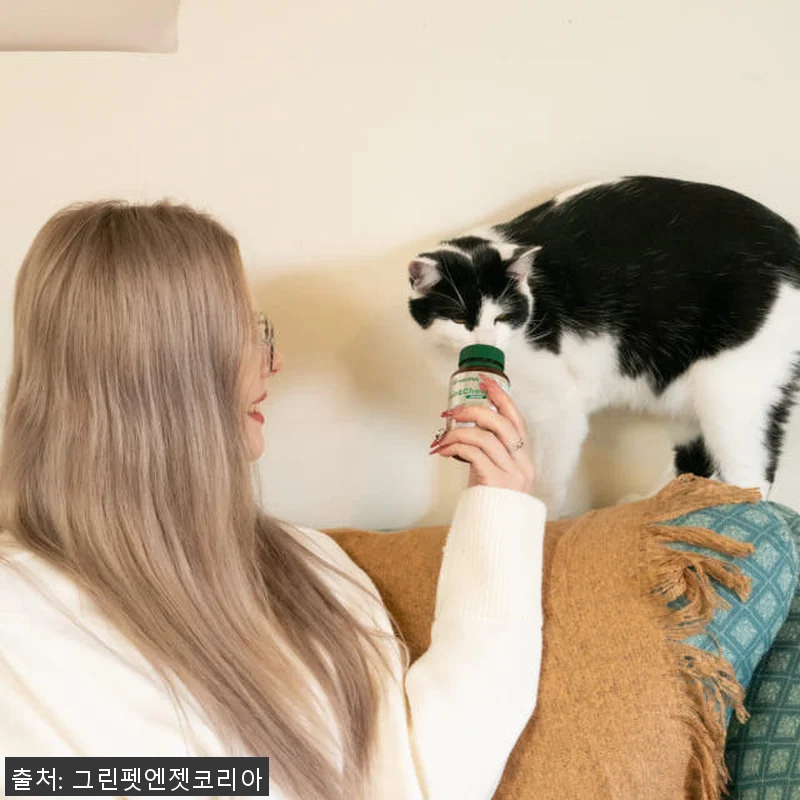 뉴질랜드 그린펫엔젯 조인트츄 고양이 관련 이미지 5