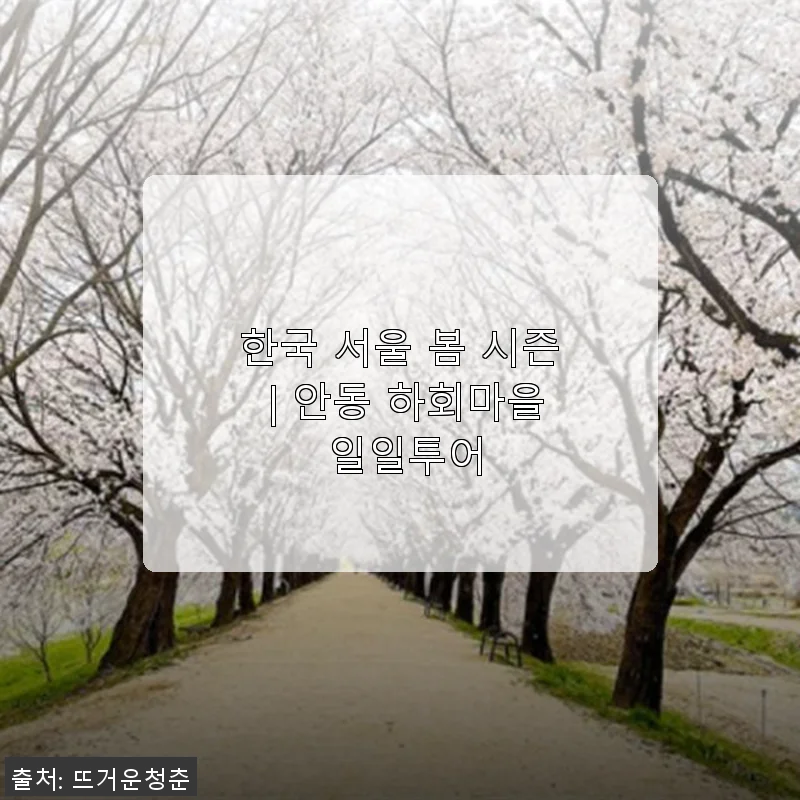 한국 서울 봄 시즌 | 안동 하회마을 일일투어 사용후기