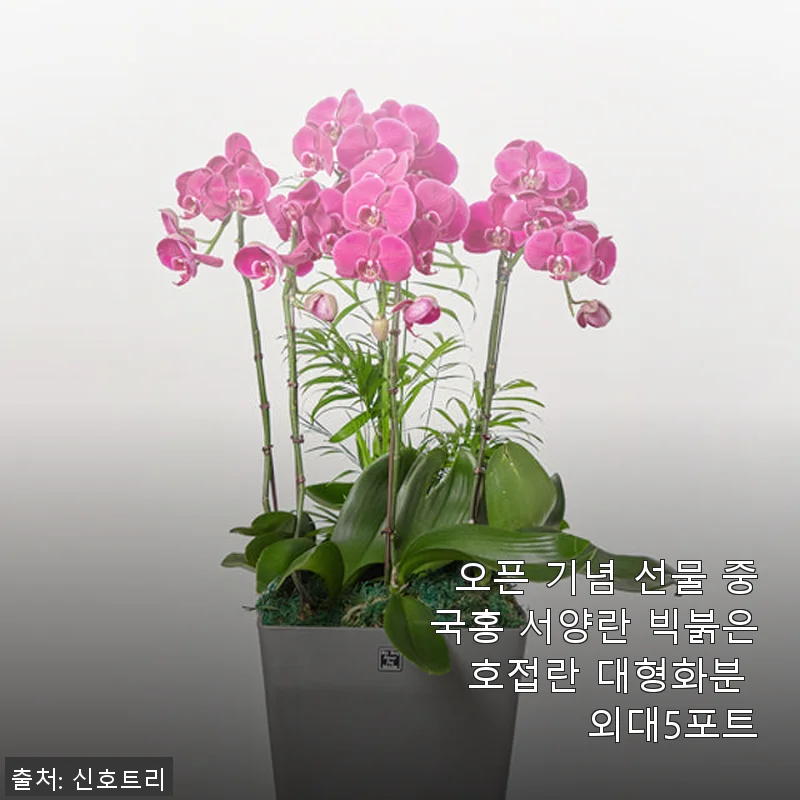 오픈 기념 선물 중국홍 서양란 빅붉은 호접란 대형화분 사용 후기