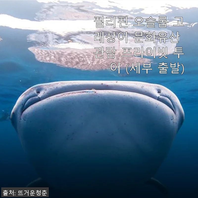 필리핀 오슬롭 고래상어 문화유산 관람 프라이빗 투어 후기