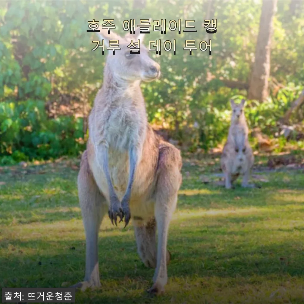 호주 애들레이드 캥거루 섬 데이 투어 완전 솔직 후기