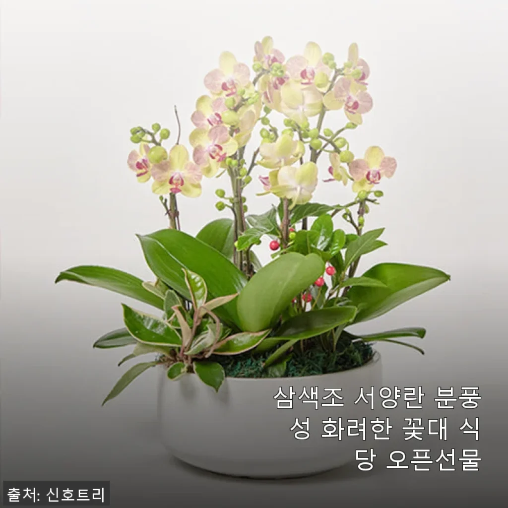 삼색조 서양란 분풍성 화려한 꽃대, 개업식 선물로 직접 사용한 후기
