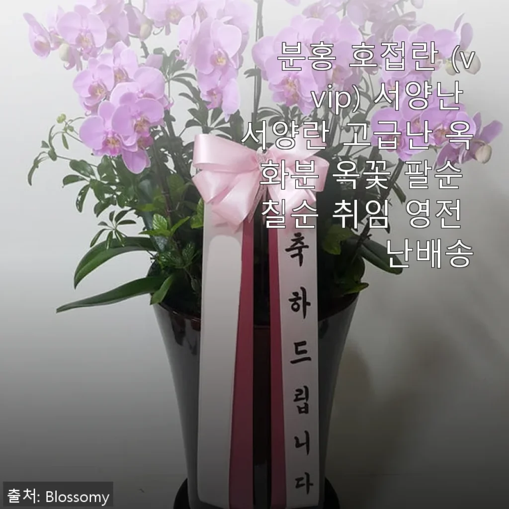 분홍 호접란 (vvip) 서양난 사용후기 - 고급스러운 선물로 딱 맞는 선택