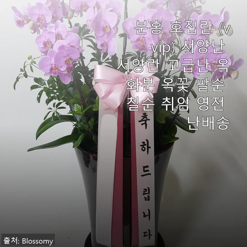 분홍 호접란 (vvip) 서양난 사용후기 - 고급스러운 선물로 딱 맞는 선택