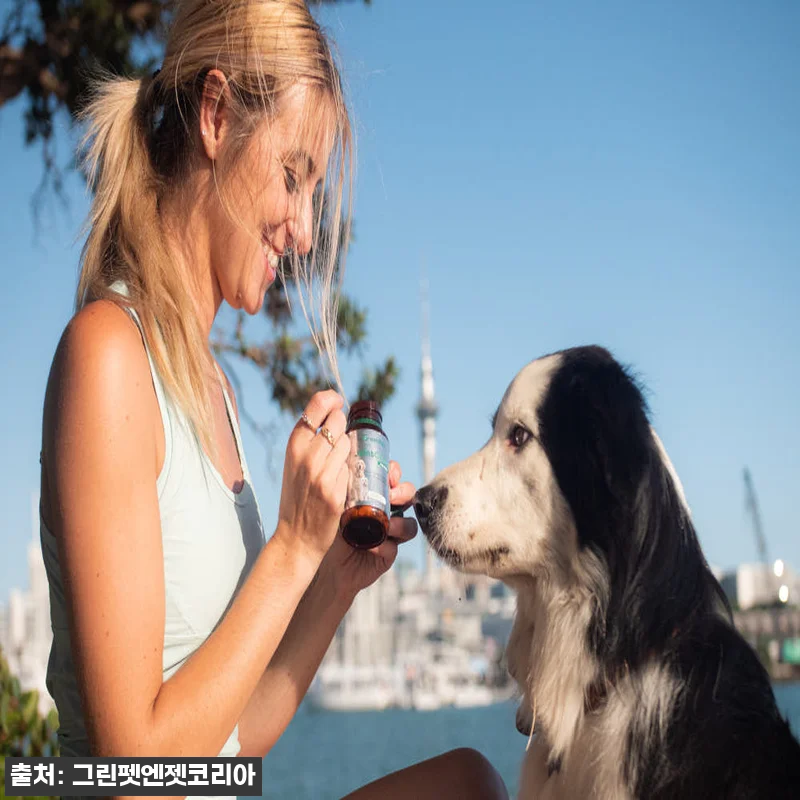 그린펫엔젯 강아지 관절 영양제 조인트 관련 이미지 1