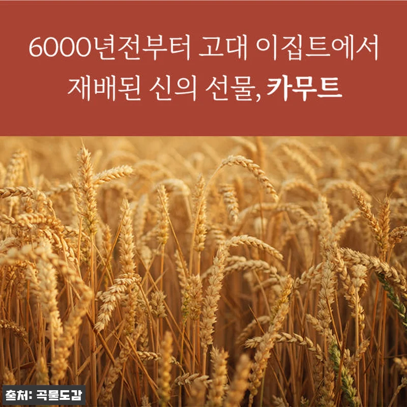 곡물도감 카무트 귀리 가득 오트밀크 관련 이미지 5