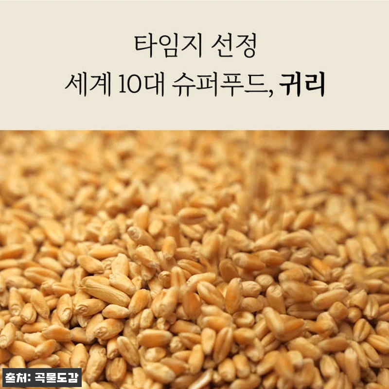 곡물도감 카무트 귀리 가득 오트밀크 관련 이미지 6