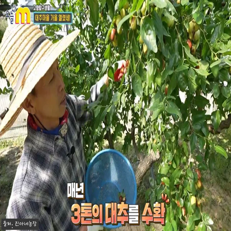 국내산 연산 햇 건대추 10kg 대용 관련 이미지 8