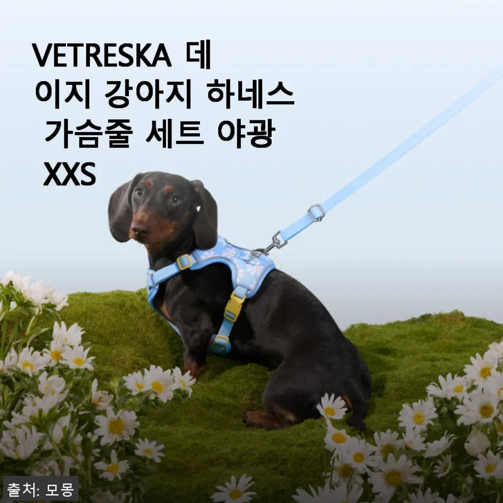 VETRESKA 데이지 강아지 하네스 가슴줄 세트 야광 XXS 사용후기