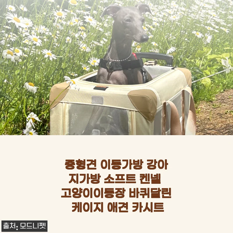 중형견 이동가방 ‘모드니펫 소프트 켄넬’ 사용후기와 제품 소개