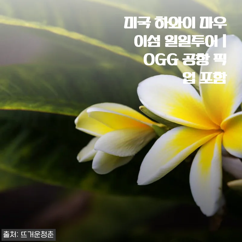 미국 하와이 마우이섬 일일투어 OGG 공항 픽업 포함, 직접 경험한 생생한 후기