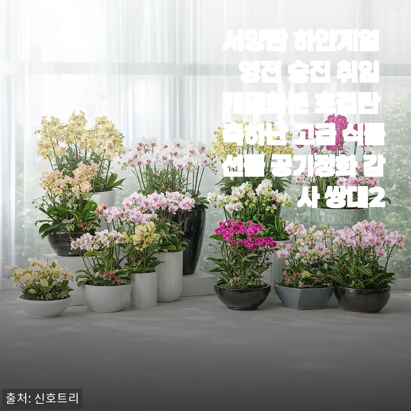 서양란 하얀계열 영전 승진 취임 개업화분 사용후기 – 고급스러운 공기정화 식물선물로 딱이에요