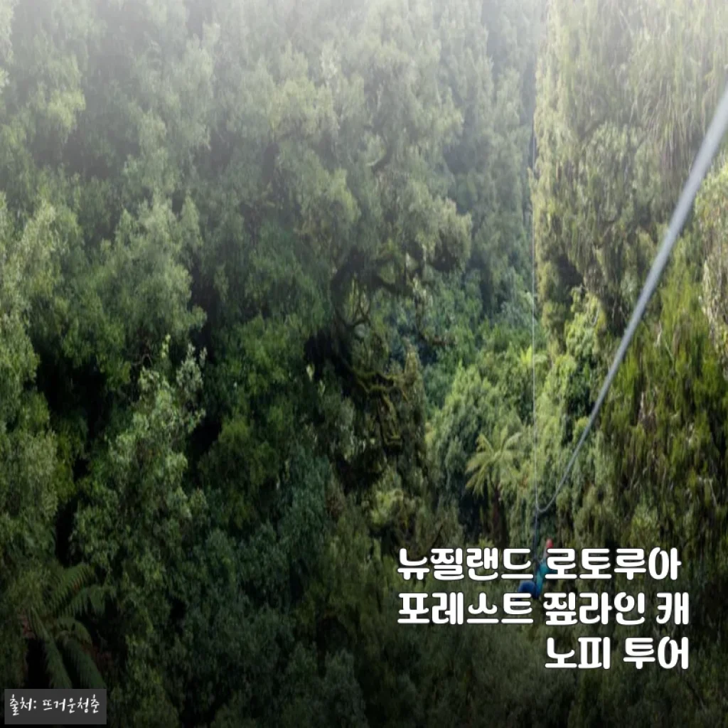 뉴질랜드 로토루아 포레스트 짚라인 캐노피 투어 사용후기