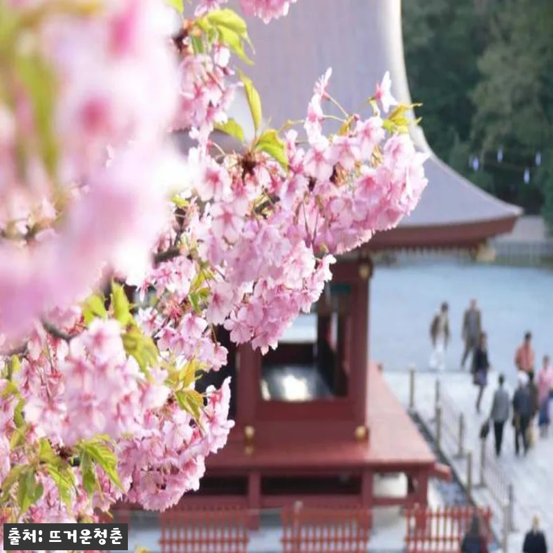 가마쿠라 여행 로망, 인력거 체험 솔 관련 이미지 1