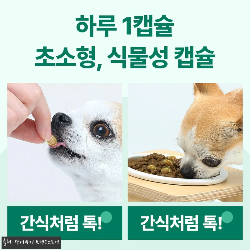 우리 노견 봄이의 절뚝임이 달라진 비 관련 이미지 3