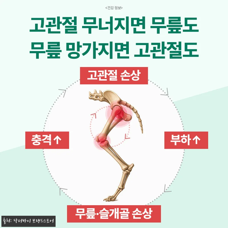 우리 노견 봄이의 절뚝임이 달라진 비 관련 이미지 5