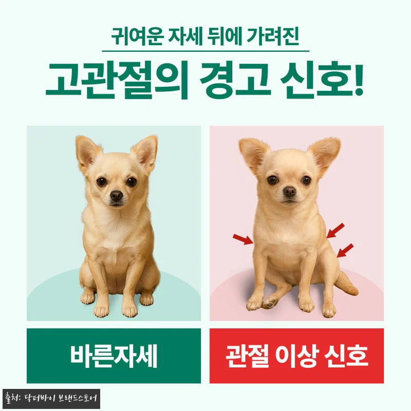 우리 노견 봄이의 절뚝임이 달라진 비 관련 이미지 6