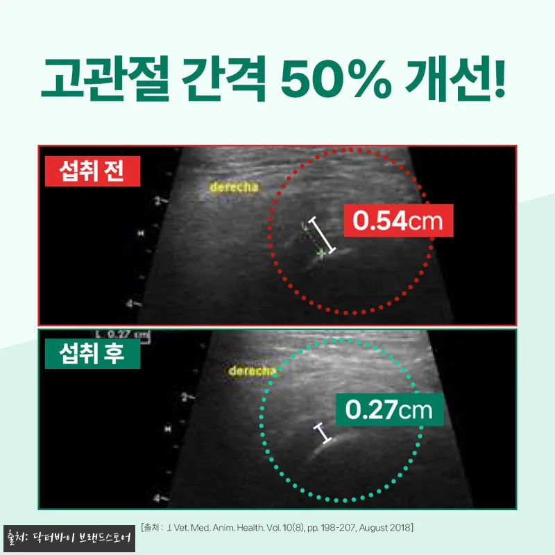 우리 노견 봄이의 절뚝임이 달라진 비 관련 이미지 8