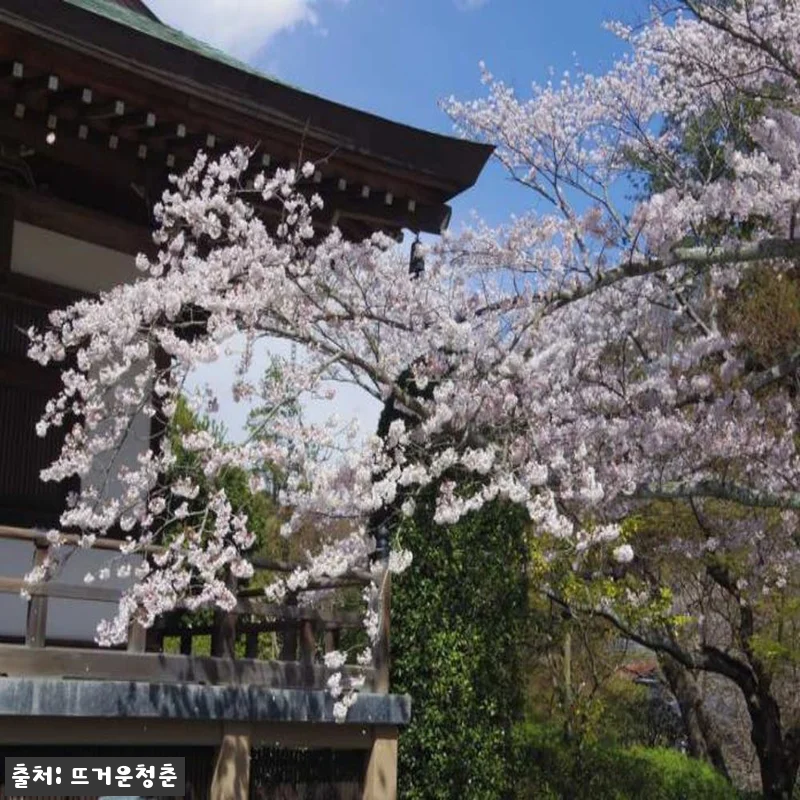 가마쿠라 여행 로망, 인력거 체험 솔 관련 이미지 9